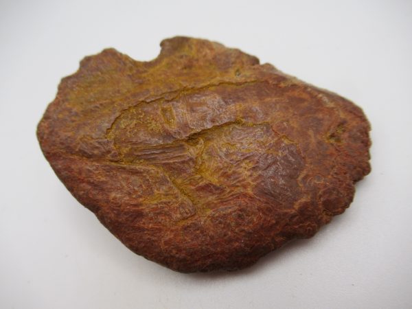 Genuine Cretaceous Age Elosuchus Crocodile Scute Fossil For Sale from Morocco #27a