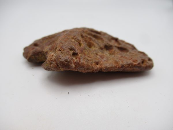 Genuine Cretaceous Age Elosuchus Crocodile Scute Fossil For Sale from Morocco #27b