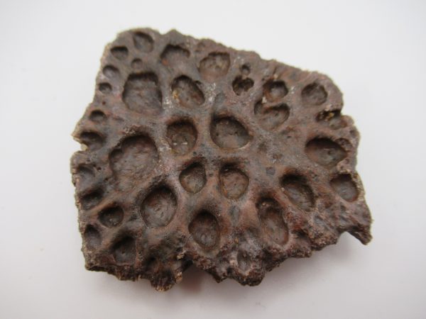 Genuine Cretaceous Age Elosuchus Crocodile Scute Fossil For Sale from Morocco #28
