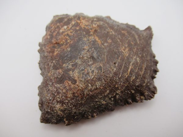 Genuine Cretaceous Age Elosuchus Crocodile Scute Fossil For Sale from Morocco #28a