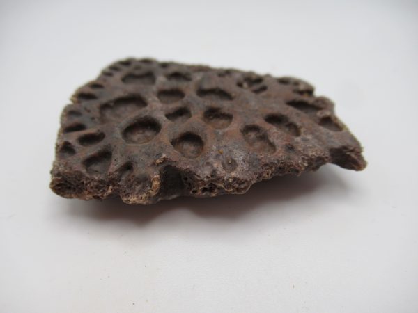 Genuine Cretaceous Age Elosuchus Crocodile Scute Fossil For Sale from Morocco #28b