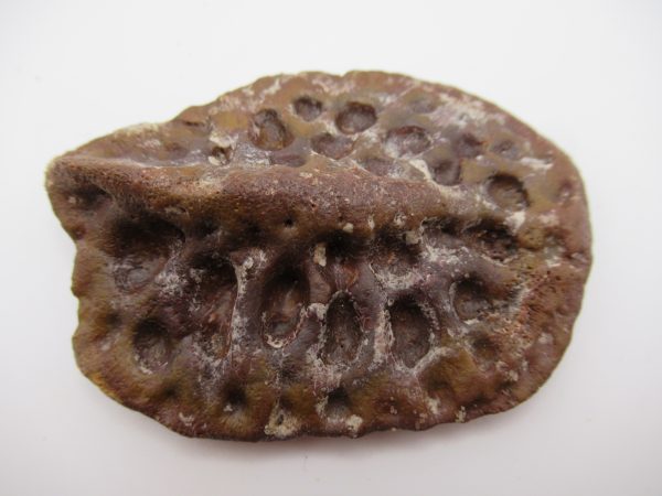 Genuine Cretaceous Age Elosuchus Crocodile Scute Fossil For Sale from Morocco #29