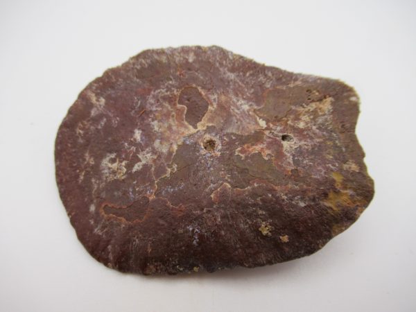 Genuine Cretaceous Age Elosuchus Crocodile Scute Fossil For Sale from Morocco #29a