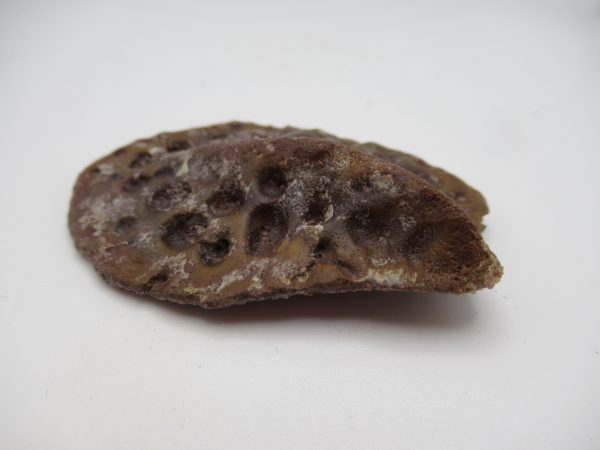 Genuine Cretaceous Age Elosuchus Crocodile Scute Fossil For Sale from Morocco #29b