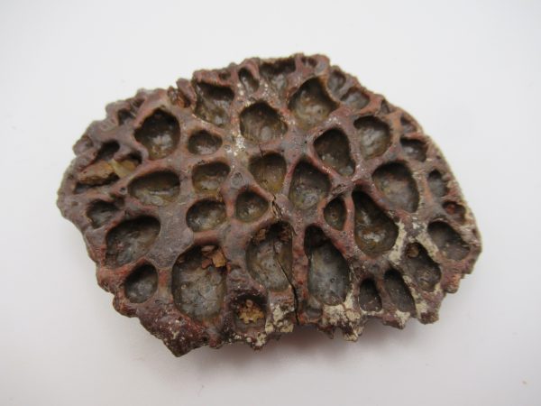 Genuine Cretaceous Age Elosuchus Crocodile Scute Fossil For Sale from Morocco #30
