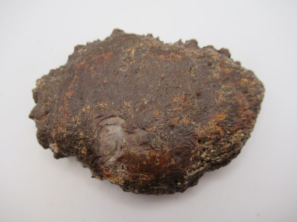 Genuine Cretaceous Age Elosuchus Crocodile Scute Fossil For Sale from Morocco #30a