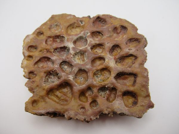 Genuine Cretaceous Age Elosuchus Crocodile Scute Fossil For Sale from Morocco #32