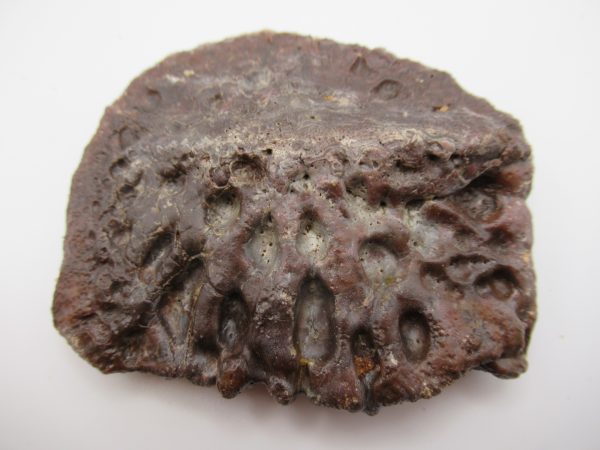 Genuine Cretaceous Age Elosuchus Crocodile Scute Fossil For Sale from Morocco #33