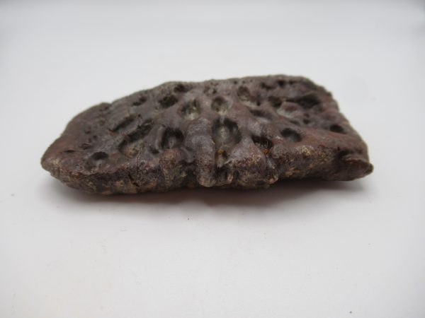 Genuine Cretaceous Age Elosuchus Crocodile Scute Fossil For Sale from Morocco #33b