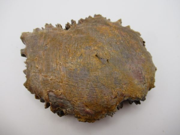 Genuine Cretaceous Age Elosuchus Crocodile Scute Fossil For Sale from Morocco #35a