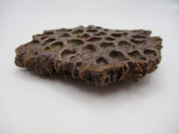 Genuine Cretaceous Age Elosuchus Crocodile Scute Fossil For Sale from Morocco #35b