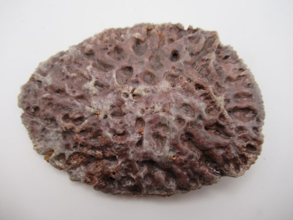 Genuine Cretaceous Age Elosuchus Crocodile Scute Fossil For Sale from Morocco #36