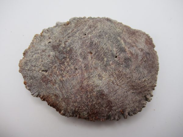 Genuine Cretaceous Age Elosuchus Crocodile Scute Fossil For Sale from Morocco #36a