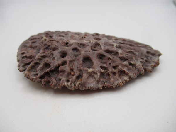 Genuine Cretaceous Age Elosuchus Crocodile Scute Fossil For Sale from Morocco #36b