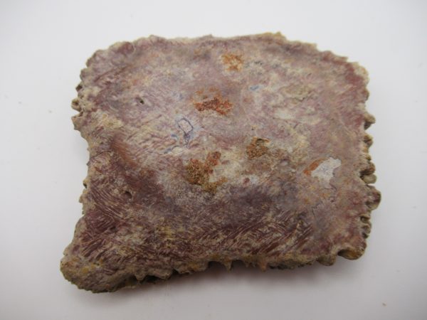 Genuine Cretaceous Age Elosuchus Crocodile Scute Fossil For Sale from Morocco #37a