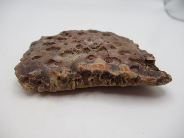 Genuine Cretaceous Age Elosuchus Crocodile Scute Fossil For Sale from Morocco #37b