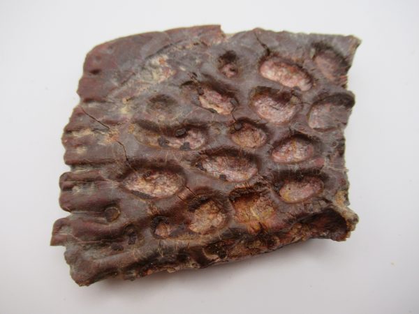 Genuine Cretaceous Age Elosuchus Crocodile Scute Fossil For Sale from Morocco #38