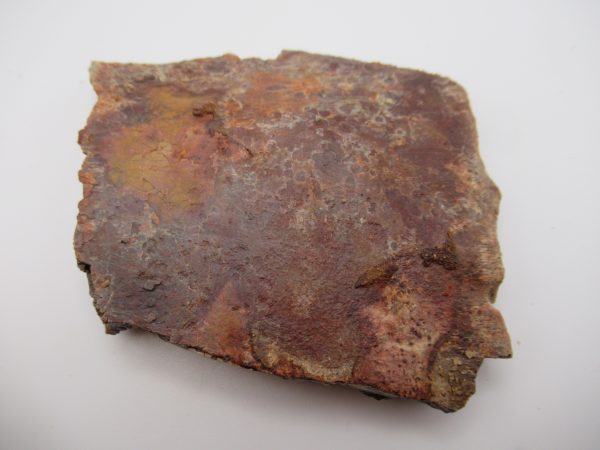 Genuine Cretaceous Age Elosuchus Crocodile Scute Fossil For Sale from Morocco #38a