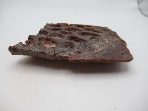 Genuine Cretaceous Age Elosuchus Crocodile Scute Fossil For Sale from Morocco #38b