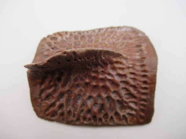 Genuine Cretaceous Age Elosuchus Crocodile Scute Fossil For Sale from Morocco #39