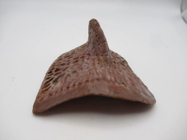 Genuine Cretaceous Age Elosuchus Crocodile Scute Fossil For Sale from Morocco #39b