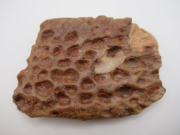 Genuine Cretaceous Age Elosuchus Crocodile Scute Fossil For Sale from Morocco #40