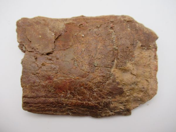 Genuine Cretaceous Age Elosuchus Crocodile Scute Fossil For Sale from Morocco #40a