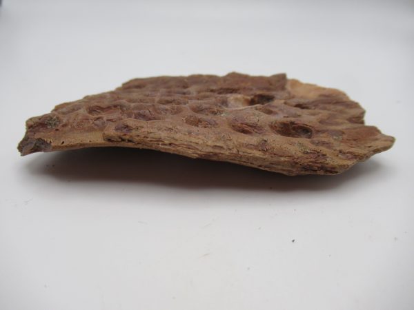 Genuine Cretaceous Age Elosuchus Crocodile Scute Fossil For Sale from Morocco #40b
