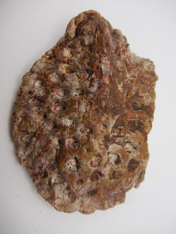 Genuine Cretaceous Age Elosuchus Crocodile Scute Fossil For Sale from Morocco #41