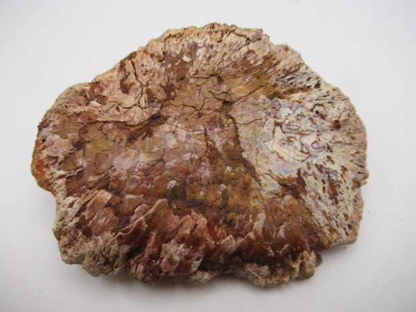 Genuine Cretaceous Age Elosuchus Crocodile Scute Fossil For Sale from Morocco #41a