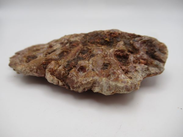 Genuine Cretaceous Age Elosuchus Crocodile Scute Fossil For Sale from Morocco #41b
