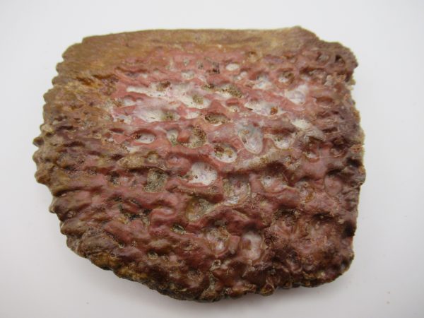 Genuine Cretaceous Age Elosuchus Crocodile Scute Fossil For Sale from Morocco #43