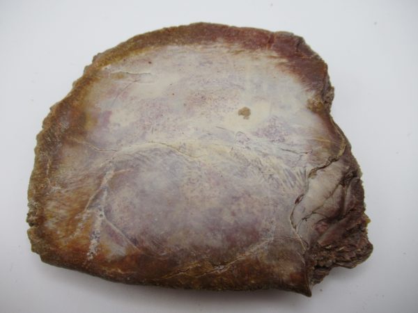 Genuine Cretaceous Age Elosuchus Crocodile Scute Fossil For Sale from Morocco #43a