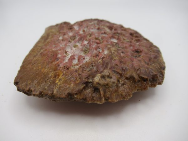 Genuine Cretaceous Age Elosuchus Crocodile Scute Fossil For Sale from Morocco #43b
