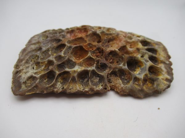 Genuine Cretaceous Age Elosuchus Crocodile Scute Fossil For Sale from Morocco #44b