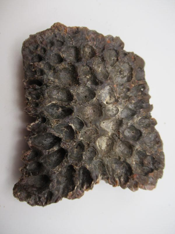 Genuine Cretaceous Age Elosuchus Crocodile Scute Fossil For Sale from Morocco #45