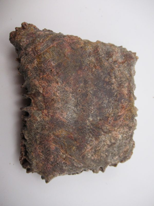 Genuine Cretaceous Age Elosuchus Crocodile Scute Fossil For Sale from Morocco #45a