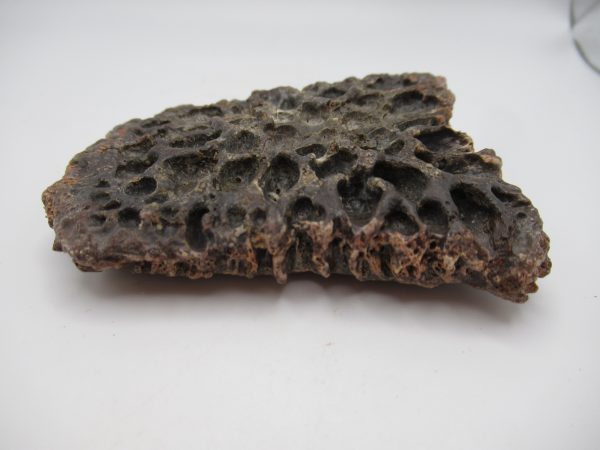 Genuine Cretaceous Age Elosuchus Crocodile Scute Fossil For Sale from Morocco #45b