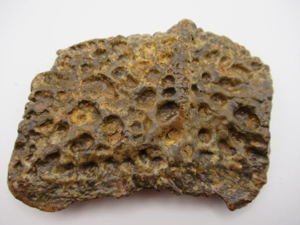 Genuine Cretaceous Age Elosuchus Crocodile Scute Fossil For Sale from Morocco #46