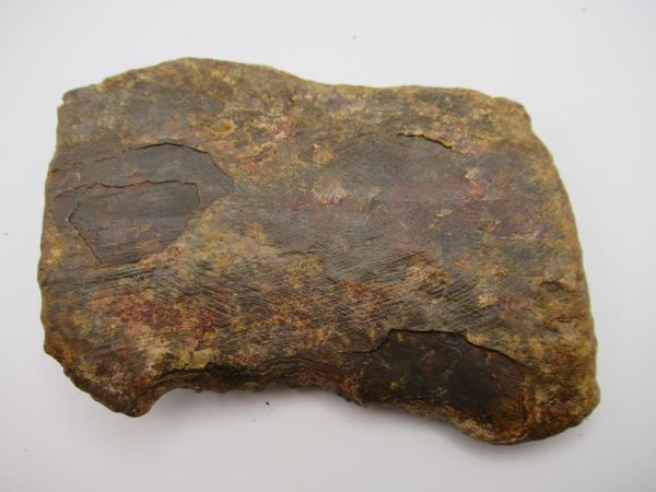 Genuine Cretaceous Age Elosuchus Crocodile Scute Fossil For Sale from Morocco #46a