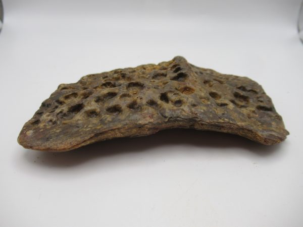 Genuine Cretaceous Age Elosuchus Crocodile Scute Fossil For Sale from Morocco #46b
