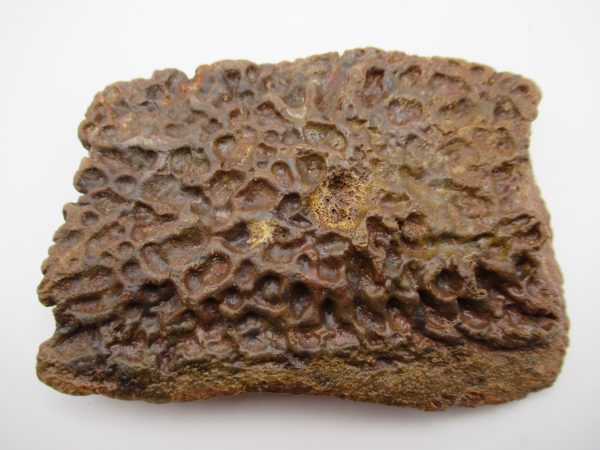 Genuine Cretaceous Age Elosuchus Crocodile Scute Fossil For Sale from Morocco #47