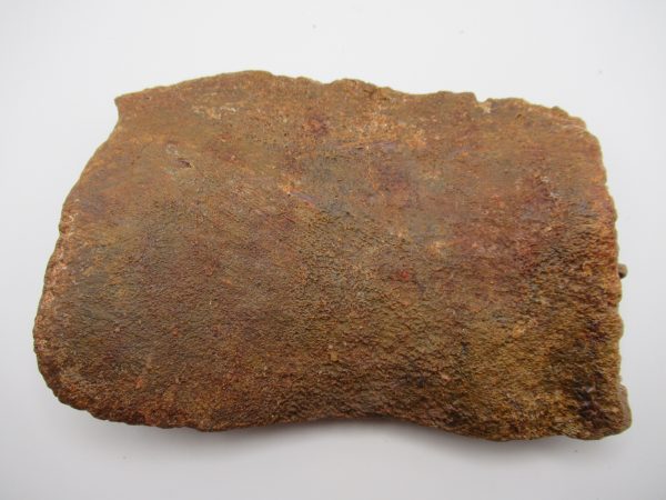 Genuine Cretaceous Age Elosuchus Crocodile Scute Fossil For Sale from Morocco #47a