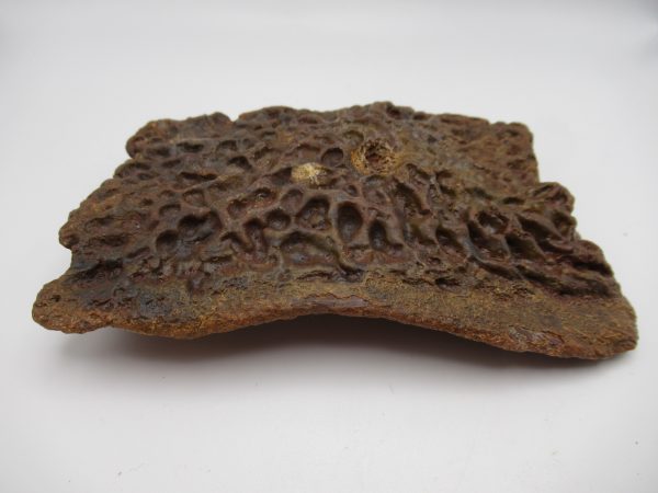 Genuine Cretaceous Age Elosuchus Crocodile Scute Fossil For Sale from Morocco #47b