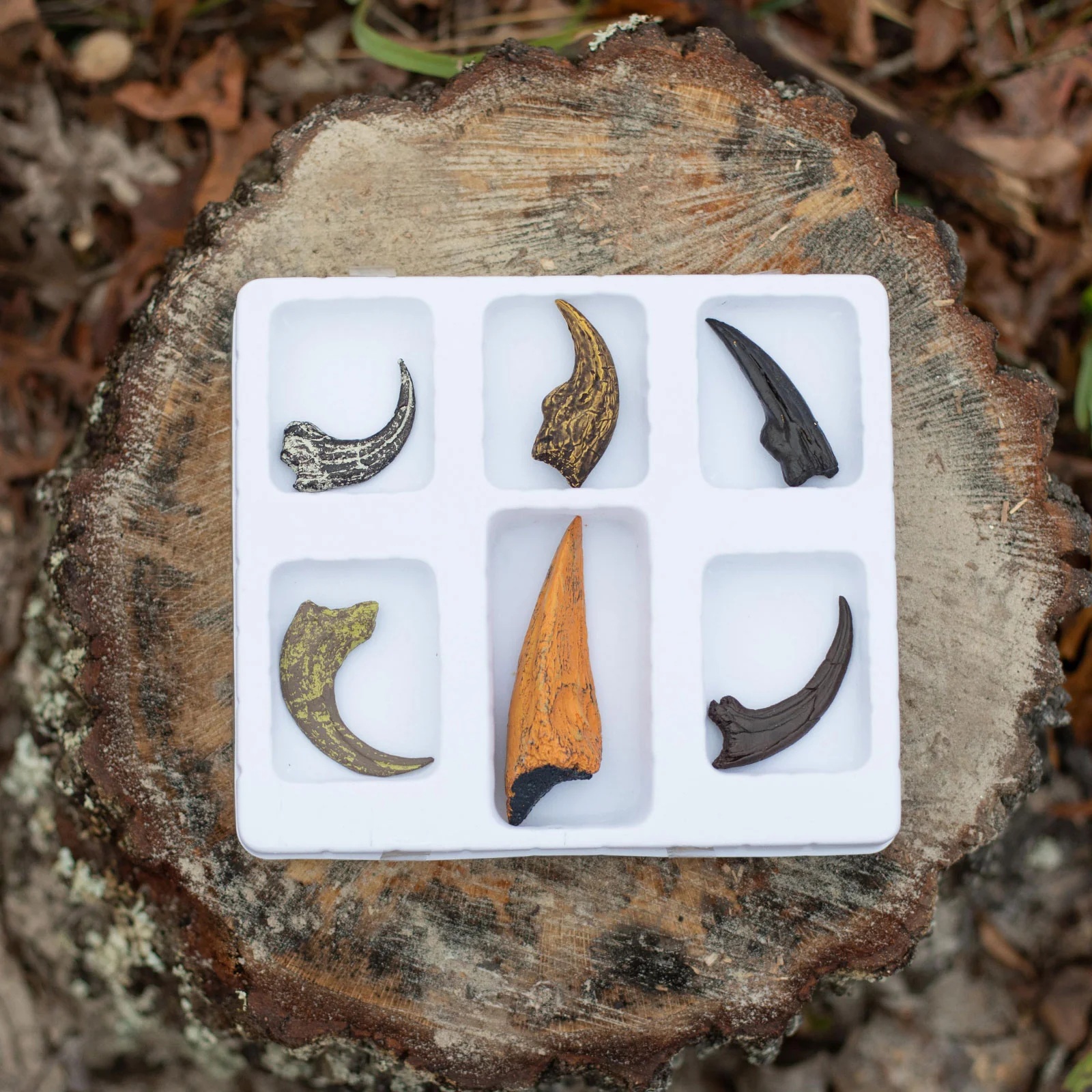 Dino Claws Collection b | Fossils for Sale Dino Claws Collection For Sale b