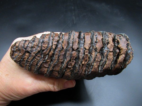 Genuine Ice Age Woolly Mammoth Tooth Fossil for Sale From Alaska #19