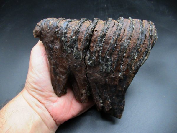 Genuine Ice Age Woolly Mammoth Tooth Fossil for Sale From Alaska #19a