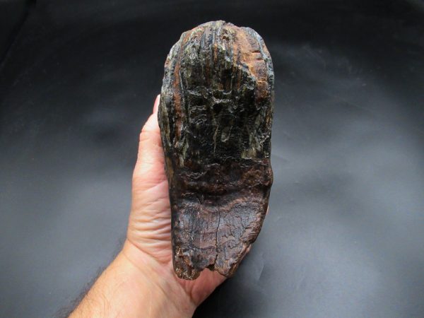 Genuine Ice Age Woolly Mammoth Tooth Fossil for Sale From Alaska #19b