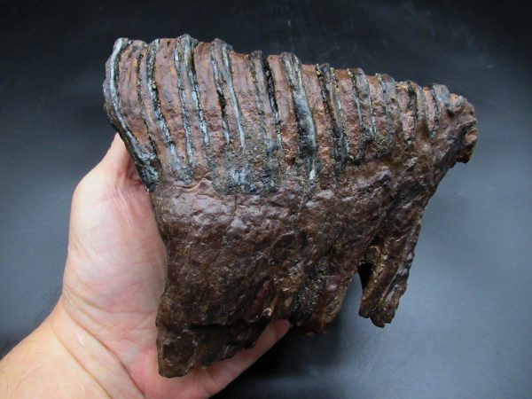 Genuine Ice Age Woolly Mammoth Tooth Fossil for Sale From Alaska #19c