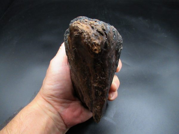 Genuine Ice Age Woolly Mammoth Tooth Fossil for Sale From Alaska #19d